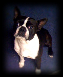 george the boston terrier